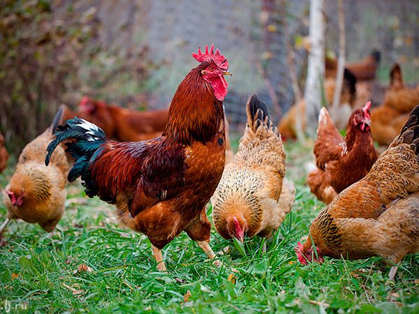 Породы куриц | ЗооТом - продажа, вязка и услуги для животных в Туапсе