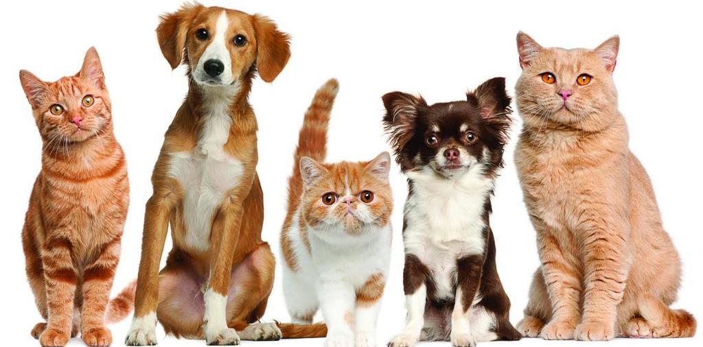 Доска объявлений о животных | ЗооТом - продажа, вязка и услуги для животных в Туапсе