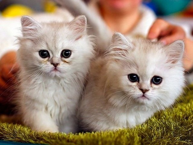 Породы кошек в Туапсе | ЗооТом портал о животных