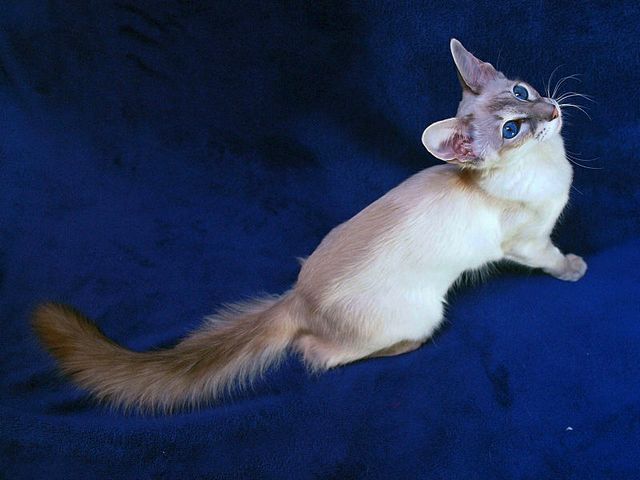 Выведенные породы кошек в Туапсе | ЗооТом портал о животных