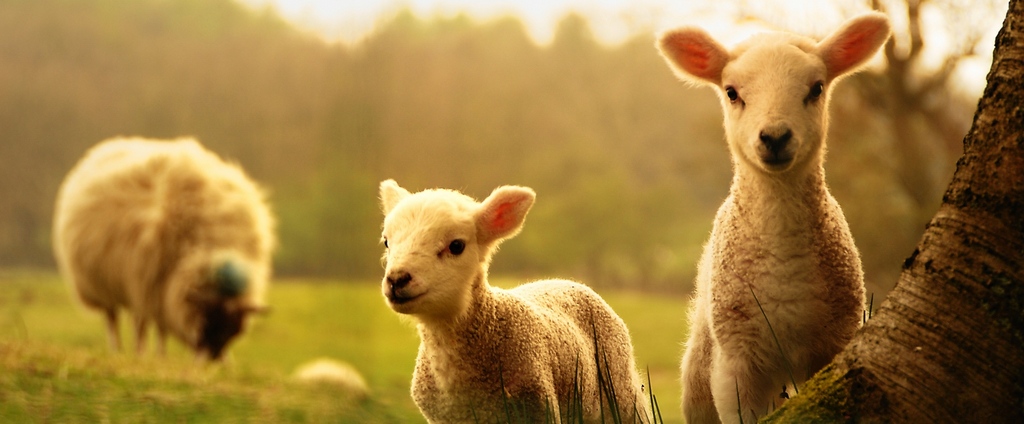 Объявления о сельскохозяйственных животных | ЗооТом - продажа, вязка и услуги для животных в Туапсе