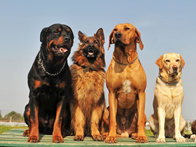 Крупные породы собак в Туапсе | ЗооТом портал о животных